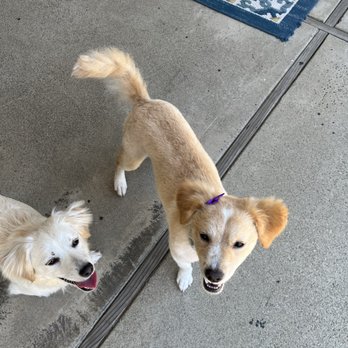 Colonies Pet Grooming - Amazing - Pet Groomers Near Me - Upland, California Colonies Pet Grooming - Amazing - Pet Groomers Near Me - Upland, California