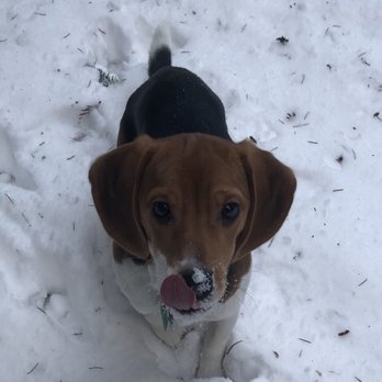 Precious Companions - Henry enjoying the snow - Pet Breeders Near Me Precious Companions - Henry enjoying the snow - Pet Breeders Near Me