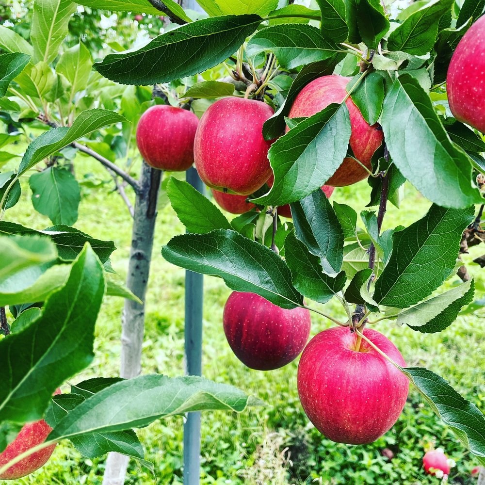 Apples And Moore - CSA Near Me - Watkins Glen, New York Apples And Moore - CSA Near Me - Watkins Glen, New York