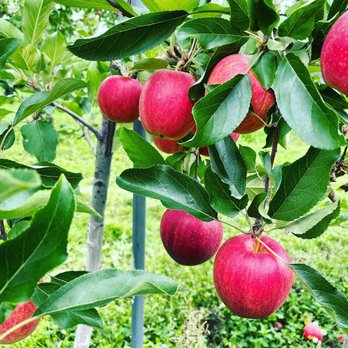 Apples And Moore - CSA Near Me - Watkins Glen, New York Apples And Moore - CSA Near Me - Watkins Glen, New York