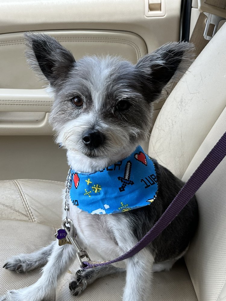 BIG WAGGLE PET SERVICES Updated September 2024 35 Photos & 28