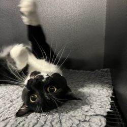 Arrowpoint Kennels - Banjo (Cat)