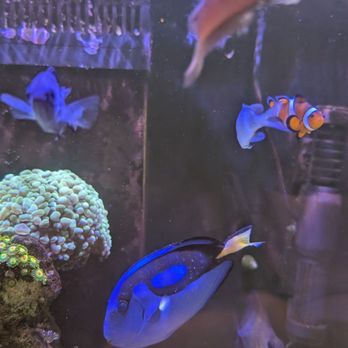 Blue Seas Aquariums - Aquarium Services Near Me - Sunrise, Florida Blue Seas Aquariums - Aquarium Services Near Me - Sunrise, Florida