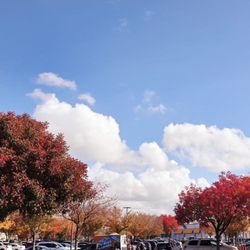 Costco - fall colors outside the warehouse