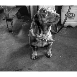 Howlett Machine Works - shop doggo.  Zoe