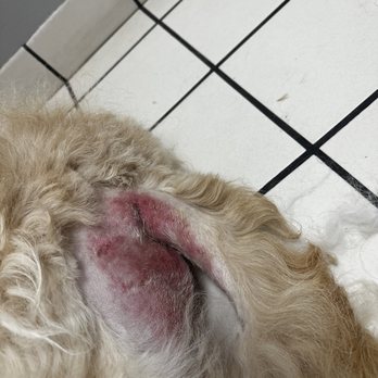 Pack&Pride - After grooming service - Pet Sitting Near Me - Raleigh, North Carolina