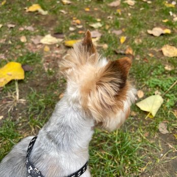 Unleashed Spa - Ears uneven and long even though I asked for short - Pet Groomers Near Me - New York, New York Unleashed Spa - Ears uneven and long even though I asked for short - Pet Groomers Near Me - New York, New York