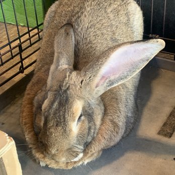 Shay Meadow Ranch Feed & Supplies - One huge bunny! 18 pounds! - Pet Stores Near Me - Big Bear, California Shay Meadow Ranch Feed & Supplies - One huge bunny! 18 pounds! - Pet Stores Near Me - Big Bear, California