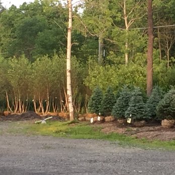 The Plantsmen - Some of our B&B landscape trees. - Nurseries & Gardening Near Me - Groton, New York The Plantsmen - Some of our B&B landscape trees. - Nurseries & Gardening Near Me - Groton, New York