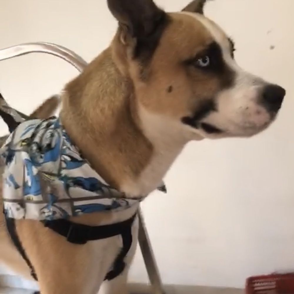 JAXX