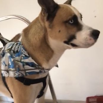 Peaceful Pets Services - JAXX - Pet Groomers Near Me Peaceful Pets Services - JAXX - Pet Groomers Near Me