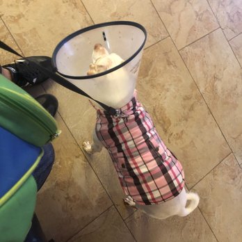 Montclair Pet Hospital - Cali's a bit anxious - Veterinarians Near Me - Oakland, California