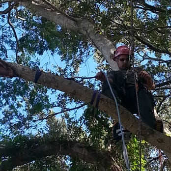 JP Trees and Landscaping - a man in a tree - Landscaping Near Me - Winter Garden, Florida JP Trees and Landscaping - a man in a tree - Landscaping Near Me - Winter Garden, Florida