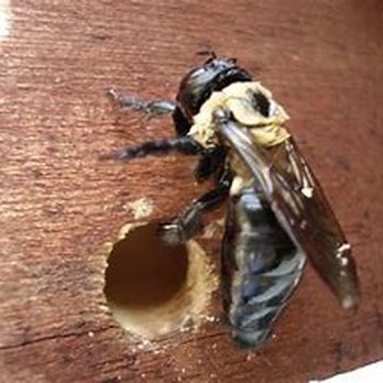 Precise Termite and Pest Control - Carpenter bee damage - Pest Control Near Me - Butler, New Jersey