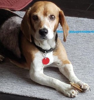 speaking of dogs rescue