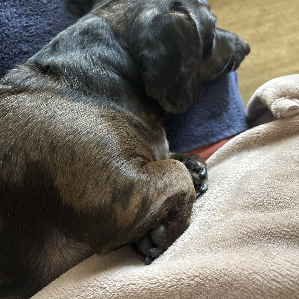 Mocha asleep after spa day!!! Mocha asleep after spa day!!!