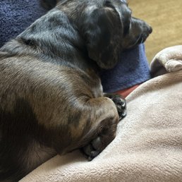 Mocha asleep after spa day!!! Mocha asleep after spa day!!!