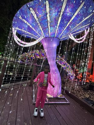 Jungle Island by null