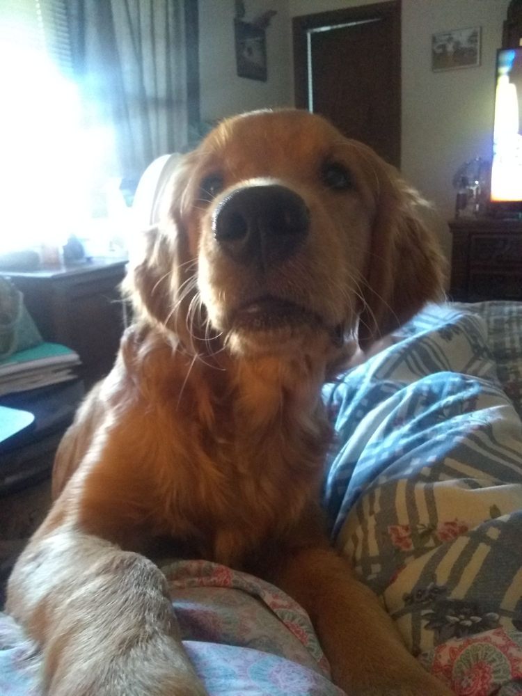 THE PET STORE Updated September 2024 1710 Lincoln Way E