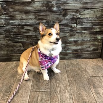 Muddy Paws OC - Say Cheese! - Pet Groomers Near Me - Orange, California Muddy Paws OC - Say Cheese! - Pet Groomers Near Me - Orange, California