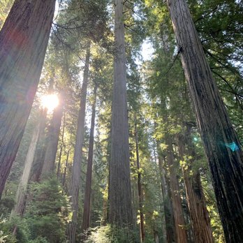 Cathedral Trees Trail - These Cathedral Tree Redwoods are monumental looking. - Hiking Near Me - Orick, California