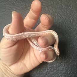Corn snake Corn snake