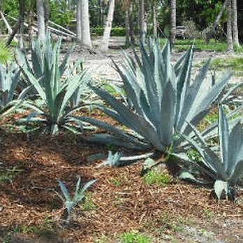 Green Spaces Consulting - Tree Services Near Me - Palm Beach Gardens, Florida Green Spaces Consulting - Tree Services Near Me - Palm Beach Gardens, Florida
