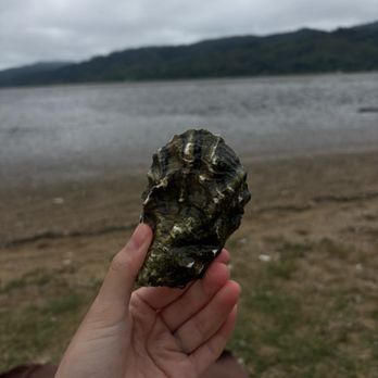 Tomales Bay Oyster Company - Seafood Markets Near Me - Marshall, California Tomales Bay Oyster Company - Seafood Markets Near Me - Marshall, California