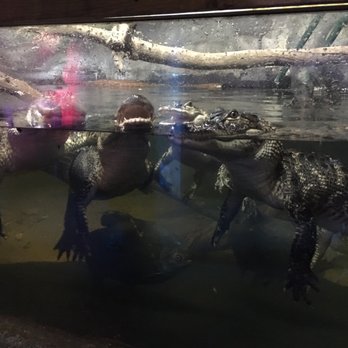 Branson Wild World - Aquariums Near Me - Branson, Missouri Branson Wild World - Aquariums Near Me - Branson, Missouri