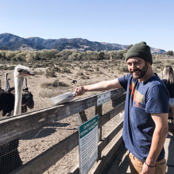 Ostrichland USA - My boyfriend posing - Attraction Farms Near Me - Solvang, California Ostrichland USA - My boyfriend posing - Attraction Farms Near Me - Solvang, California