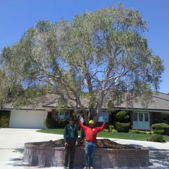 Solid Oak Tree Management - Our favorite: Fine Ornamental Pruning - Tree Services Near Me - San Luis Obispo, California