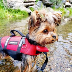 Truckee River Raft Company - Mia putting her toes in the water