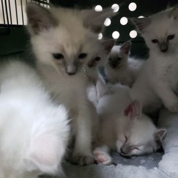 "Well that wasnt so scary!" Just finished our kitten exams with Dr. Black "Well that wasnt so scary!" Just finished our kitten exams with Dr. Black