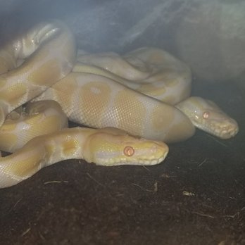 Petco - I believe 3 albinos or lavender albinos listed as "rare ball pythons" THREE housed in the same enclosure. SMH so sad, so WRONG. - Pet Stores Near Me - Bakersfield, California Petco - I believe 3 albinos or lavender albinos listed as "rare ball pythons" THREE housed in the same enclosure. SMH so sad, so WRONG. - Pet Stores Near Me - Bakersfield, California