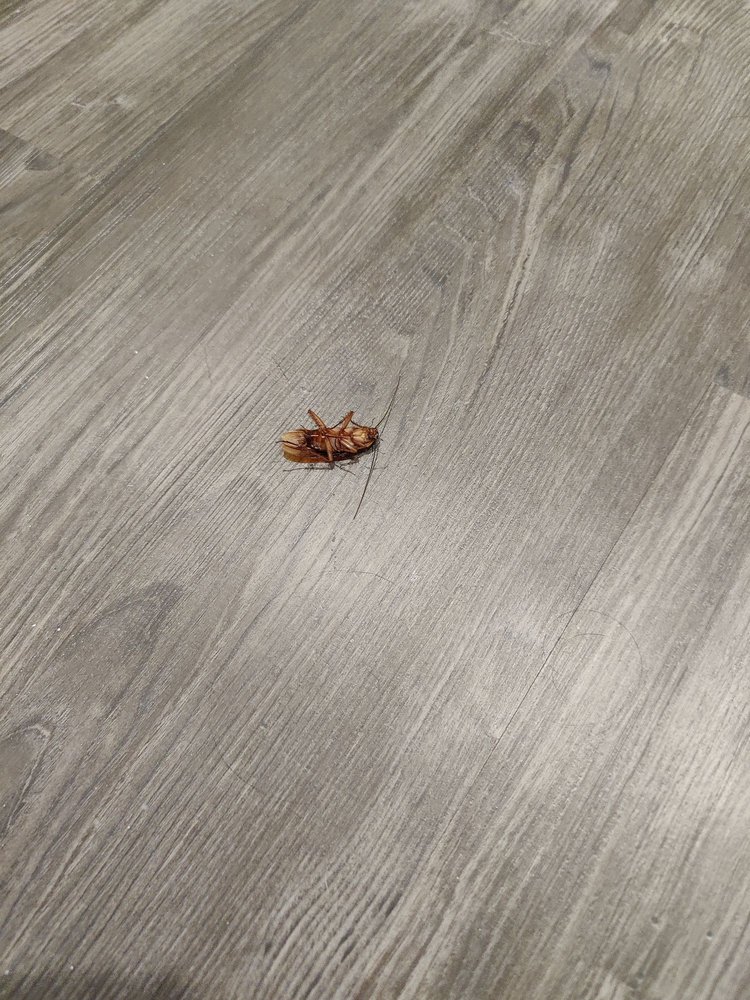 NEWMAN VILLAGE Updated September 2024 4444 Felix Way, Frisco, Texas