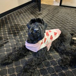 Bark Station - My Giant Schnauzer