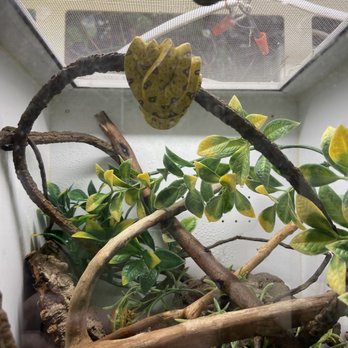 DFW Reptarium - Pet Stores Near Me - Plano, Texas