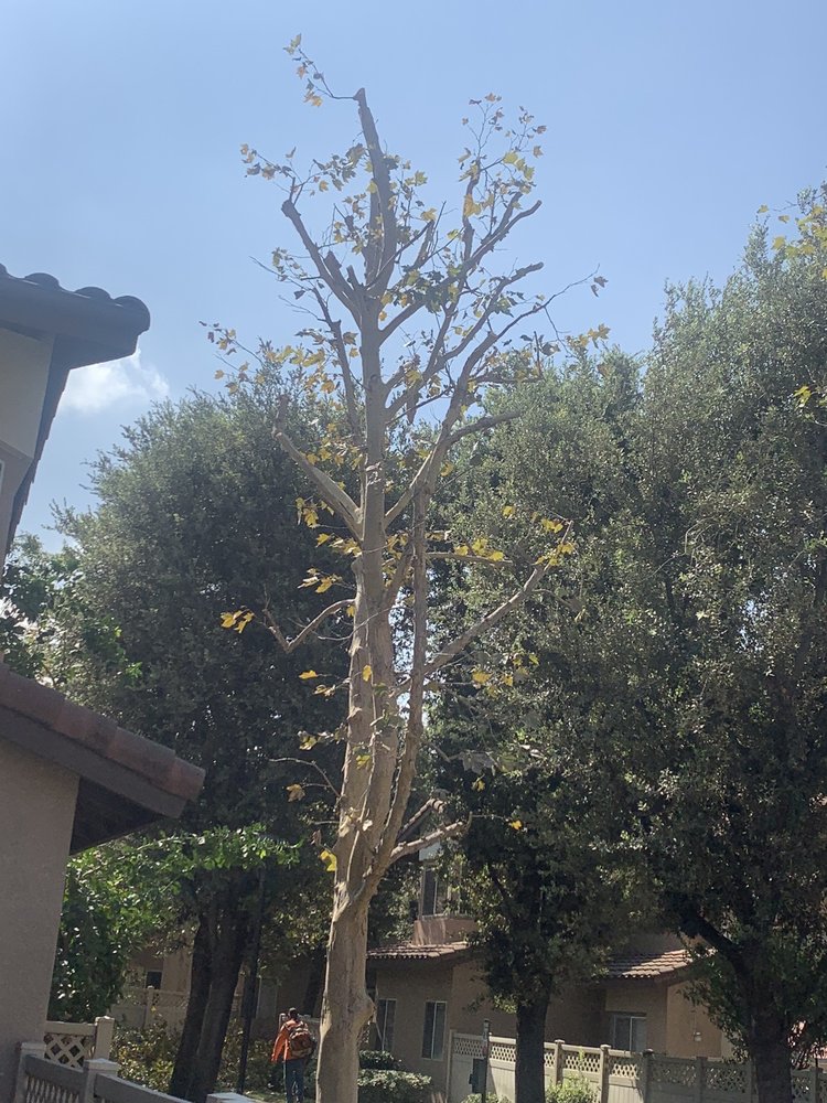 DISCOUNT TREE SERVICE Updated September 2024 30 Photos 3410 La