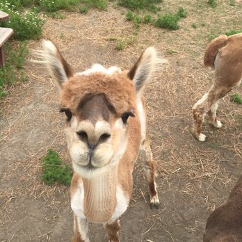 Brookhollow's Barnyard - Pumpkin Patches Near Me - Boonton, New Jersey
