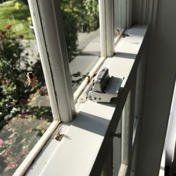 Bee Safe Bee Removal