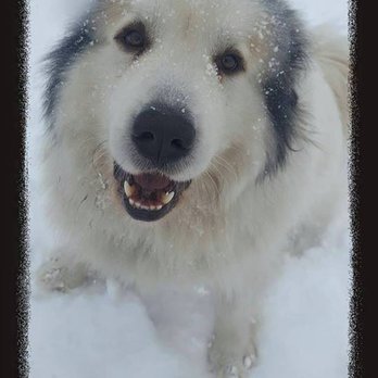 Indian River Pet Resort - Pet Sitting Near Me - Indian River, Michigan Indian River Pet Resort - Pet Sitting Near Me - Indian River, Michigan