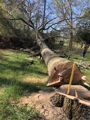 Tree Removal - We offer a consultation to understand where the tree needs to be cut. We need to analyze every branch especially because we always avoid hurting our clients' home/property. Sometimes a tree may just need a little trim, other times just maintenance, and other times we will cut to do stump removal. We want to ensure to give our clients the best solution for their tree services need. Contact us to schedule a service (302) 249-2541. Tree Removal - We offer a consultation to understand where the tree needs to be cut. We need to analyze every branch especially because we always avoid hurting our clients' home/property. Sometimes a tree may just need a little trim, other times just maintenance, and other times we will cut to do stump removal. We want to ensure to give our clients the best solution for their tree services need. Contact us to schedule a service (302) 249-2541.