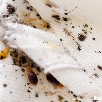 American Pest - Bed bugs and fecal spotting on a mattress pad. *bedbug control *bedbug extermination *bedbug treatment *bedbug removal *bedbugs - Pest Control Near Me American Pest - Bed bugs and fecal spotting on a mattress pad. *bedbug control *bedbug extermination *bedbug treatment *bedbug removal *bedbugs - Pest Control Near Me