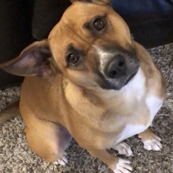 Doggie Playhouse - Maddie! - Pet Training Near Me - Palatine, Illinois Doggie Playhouse - Maddie! - Pet Training Near Me - Palatine, Illinois