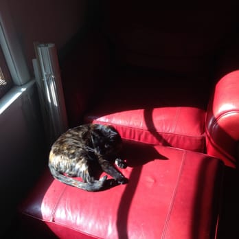 Pawsitive Concierge - Scrabbles sun bathing. - Pet Sitting Near Me - Charleston, South Carolina Pawsitive Concierge - Scrabbles sun bathing. - Pet Sitting Near Me - Charleston, South Carolina