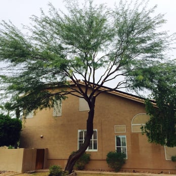 Agave Landscape - They did an excellent job trimming my mesquite tree. It's beautiful now. - Tree Services Near Me