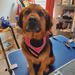 Zander's Paws Grooming - Client after deshedding bath and nails