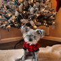 Photo of Azusa Pet Grooming and Spa