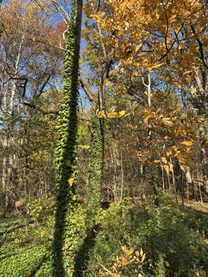 Inwood Hill Park by null