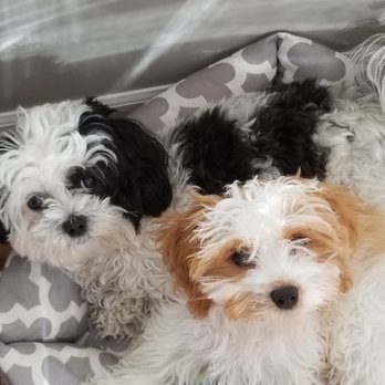 B and C Kennels - B & W - 2 years, Apricot & White 3 months. - Pet Breeders Near Me - Clare, Illinois